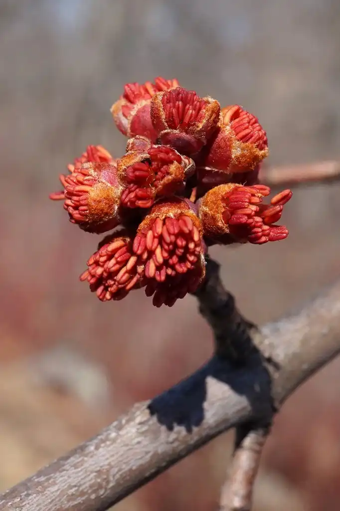Photo of Acer x freemanii - Flowers:Plant Image Library