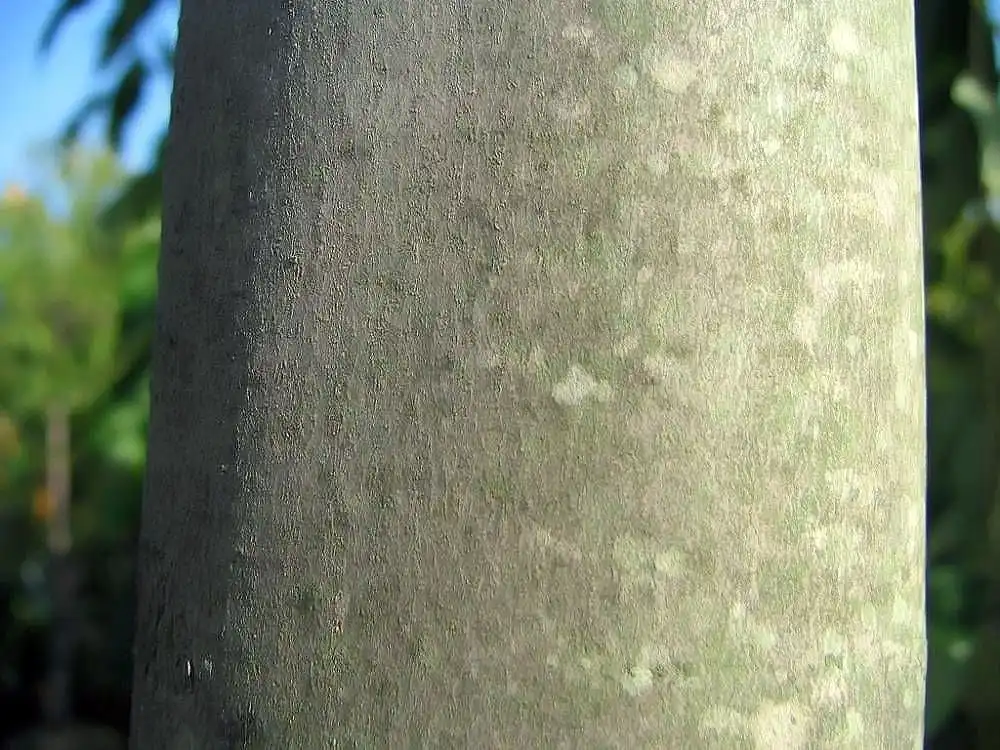 Photo of Acer x freemanii - Bark:David J. Stang