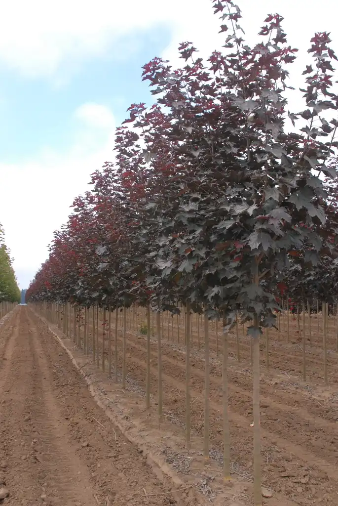Photo of Acer x 'JFS-KW202' Crimson Sunset® (Acer x 'JFS-KW202' Crimson Sunset®s)