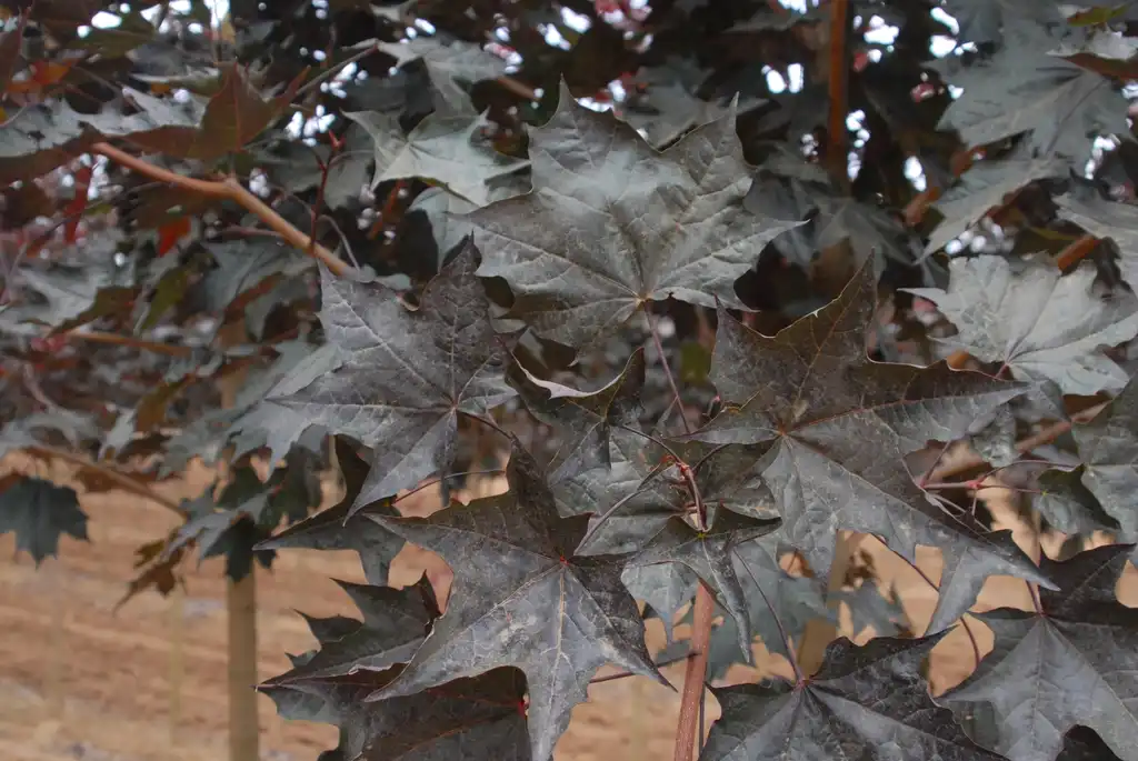 Photo of Acer x 'JFS-KW202' Crimson Sunset® (Acer x 'JFS-KW202' Crimson Sunset®s)