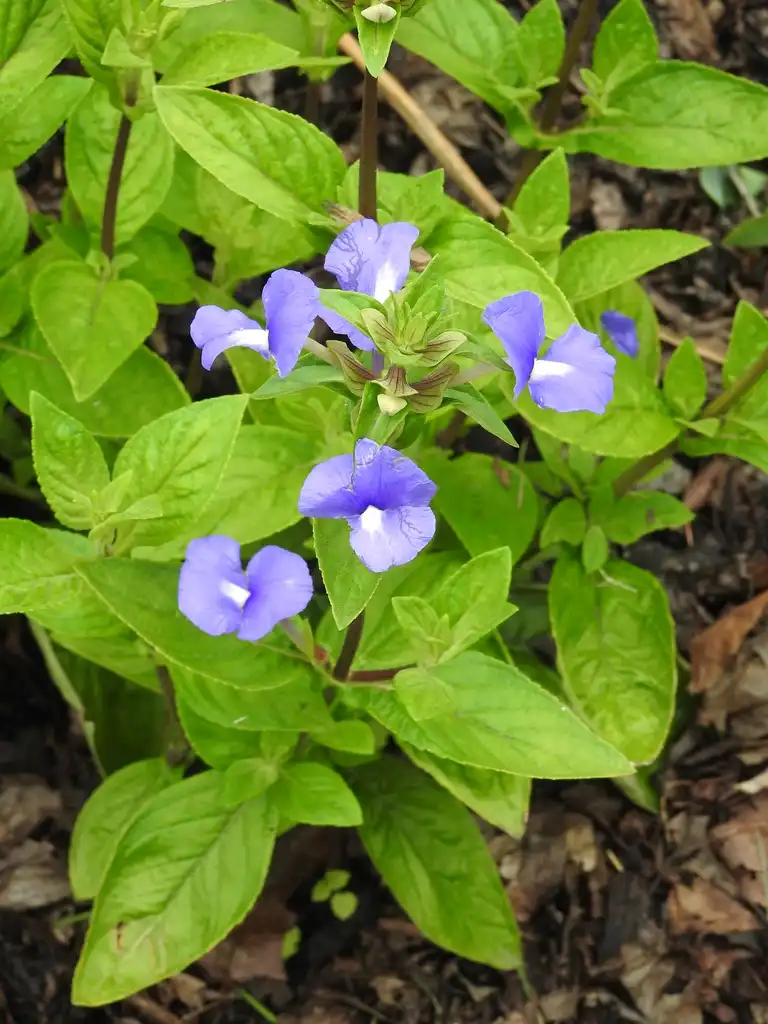 Foto de Achetaria azurea (Achetaria azureas)