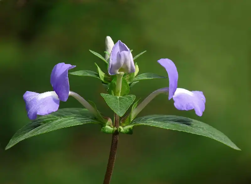 Foto de Achetaria azurea - Flower-Leaves close up:Jeevan Jose