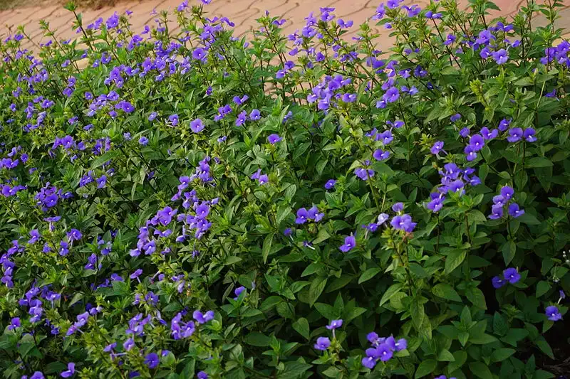 Foto de Achetaria azurea - Form:Vengolis