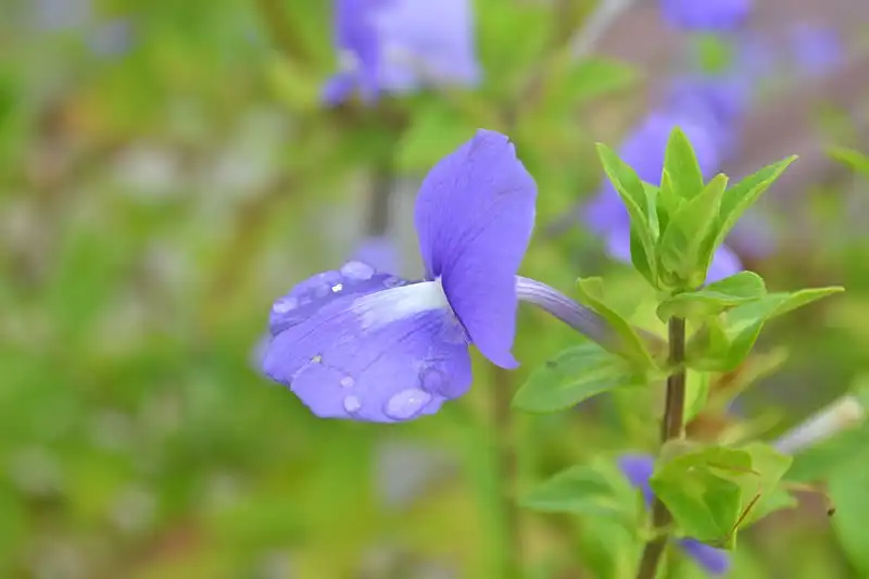 Foto de Achetaria azurea - Flower attached to stem:S. Rahul Bose