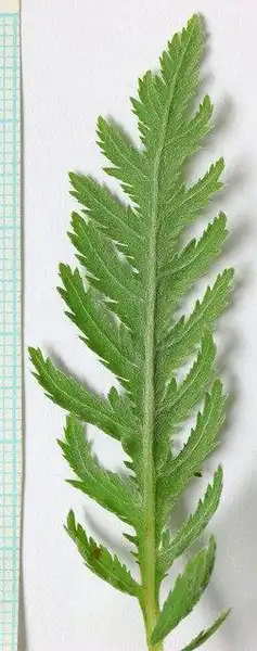 Фото Achillea filipendulina (Achillea filipendulinas)