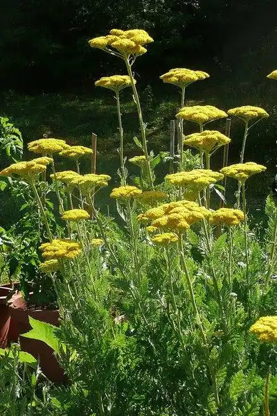 Фото Achillea filipendulina (Achillea filipendulinas)