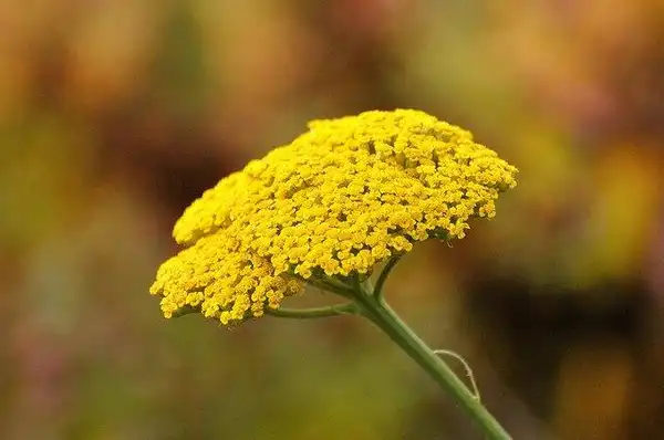 Фото Achillea filipendulina - Flower:M Shattock