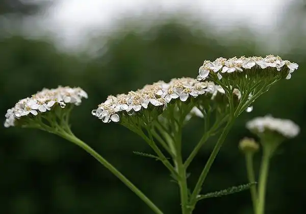 Фото Achillea millefolium (Achillea millefoliums)