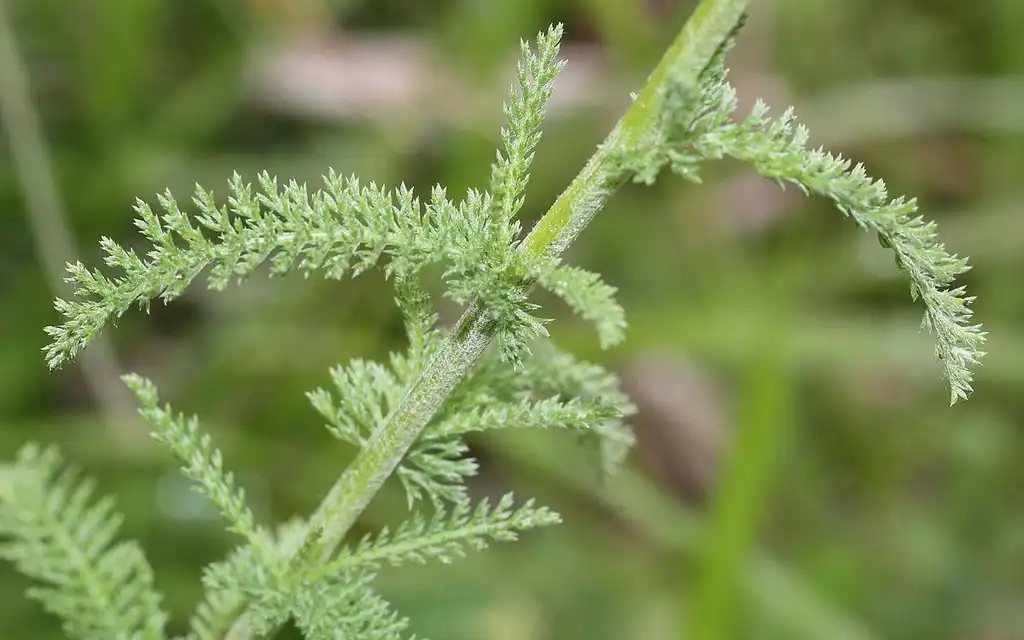 Фото Achillea millefolium (Achillea millefoliums)