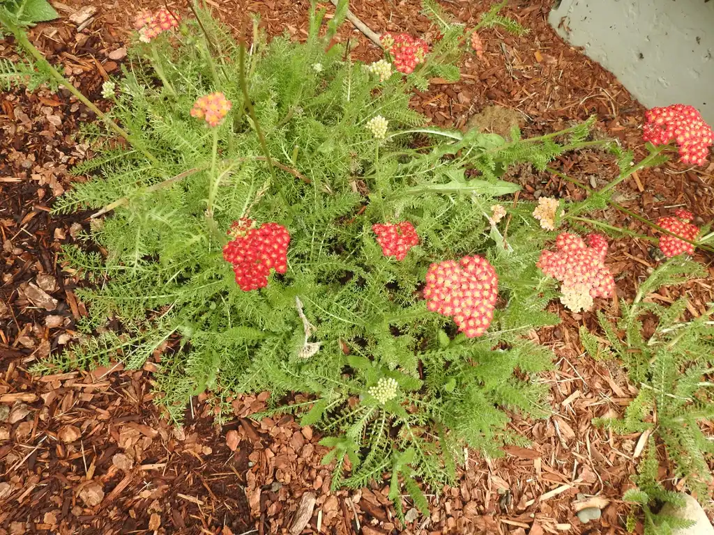 Фото Achillea millefolium - Achillea millefolium 'Red Velvet':Kathleen Moore