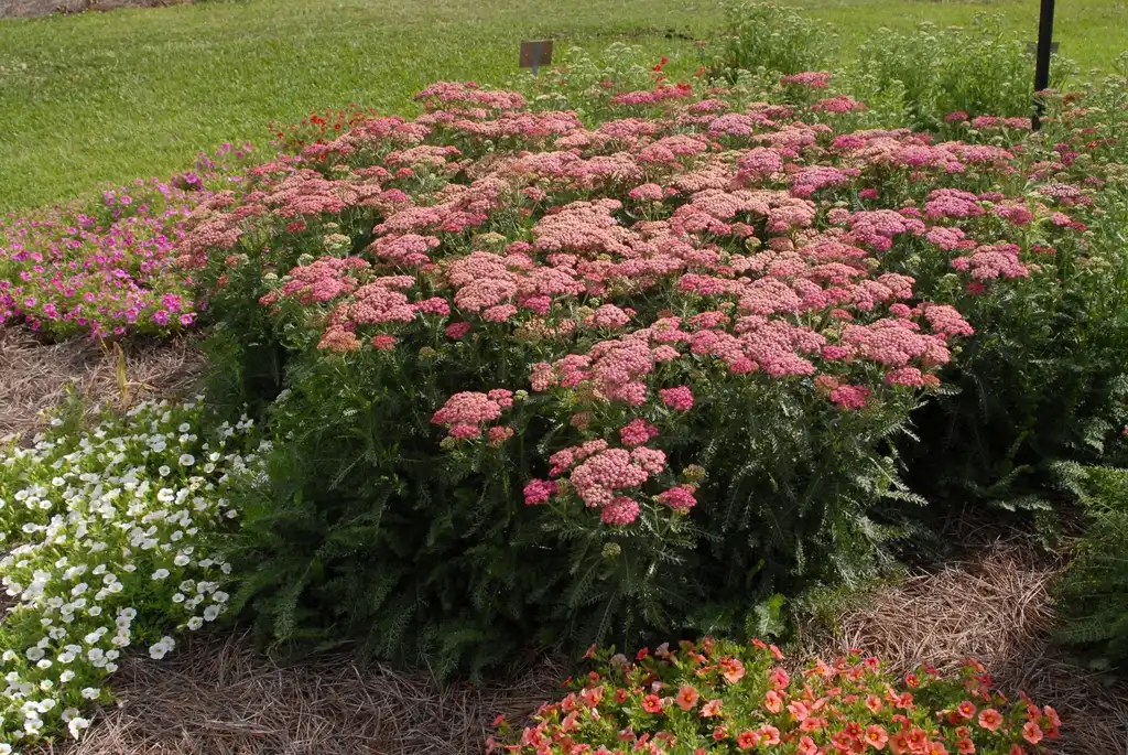 Фото Achillea millefolium - 'New Vintage Rose' Flower Form:Jim Robbins