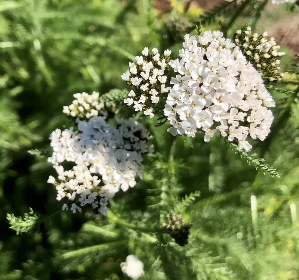 Фото Achillea millefolium - flower, Wake County, NC:Cathy Dewitt
