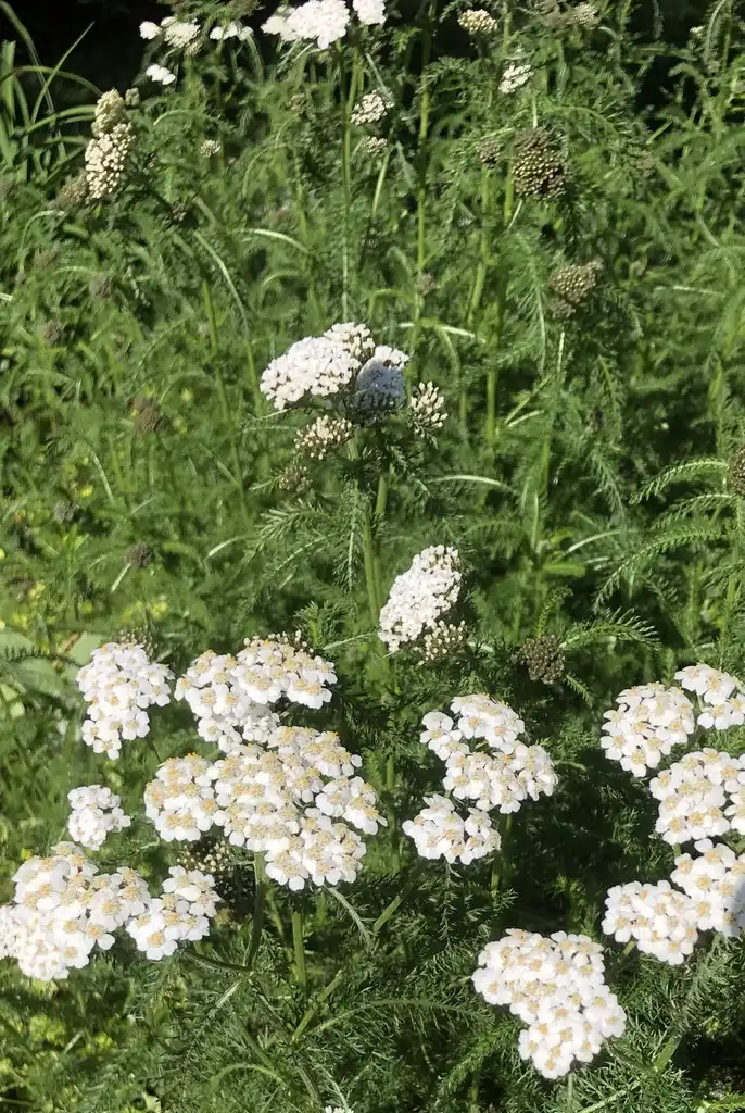 Фото Achillea millefolium - flower, Wake County, NC:Cathy Dewitt
