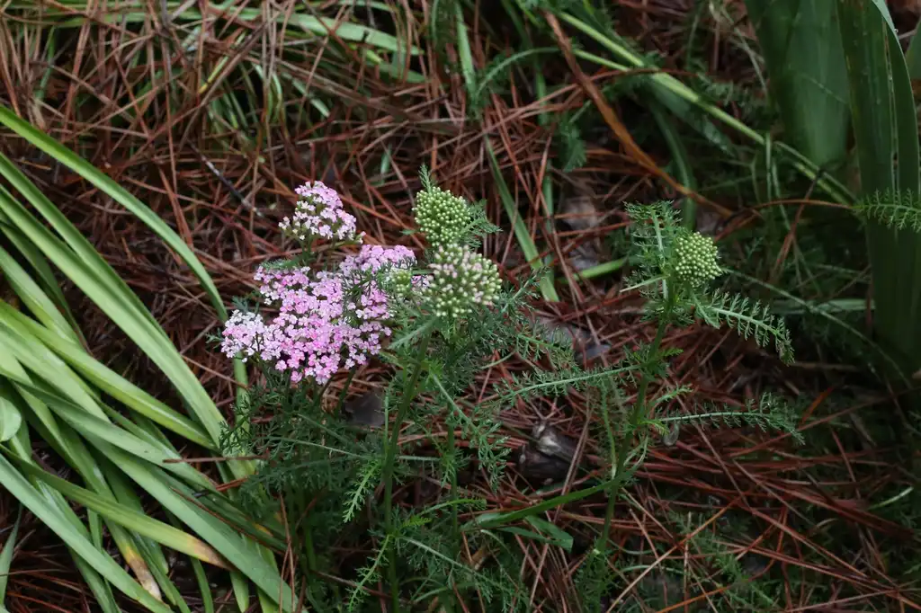 Фото Achillea millefolium - Full Form (Cabarrus County,NC):Hope Duckworth