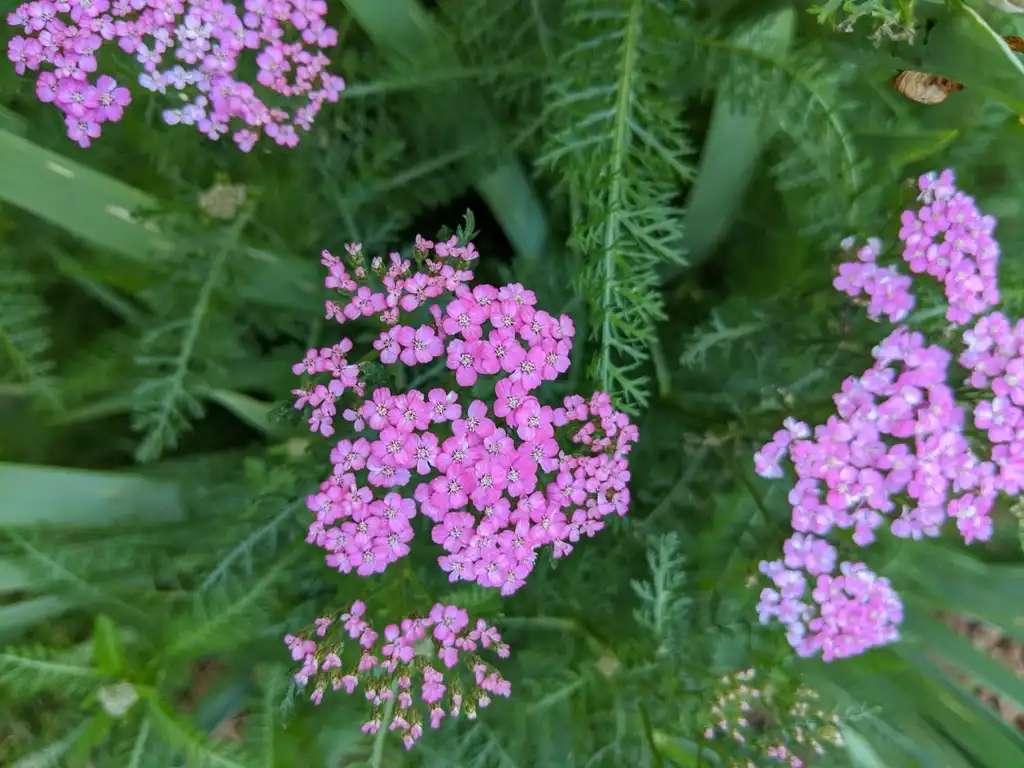 Фото Achillea millefolium - Pink Flower (Cabarrus County, NC):Hope Duckworth