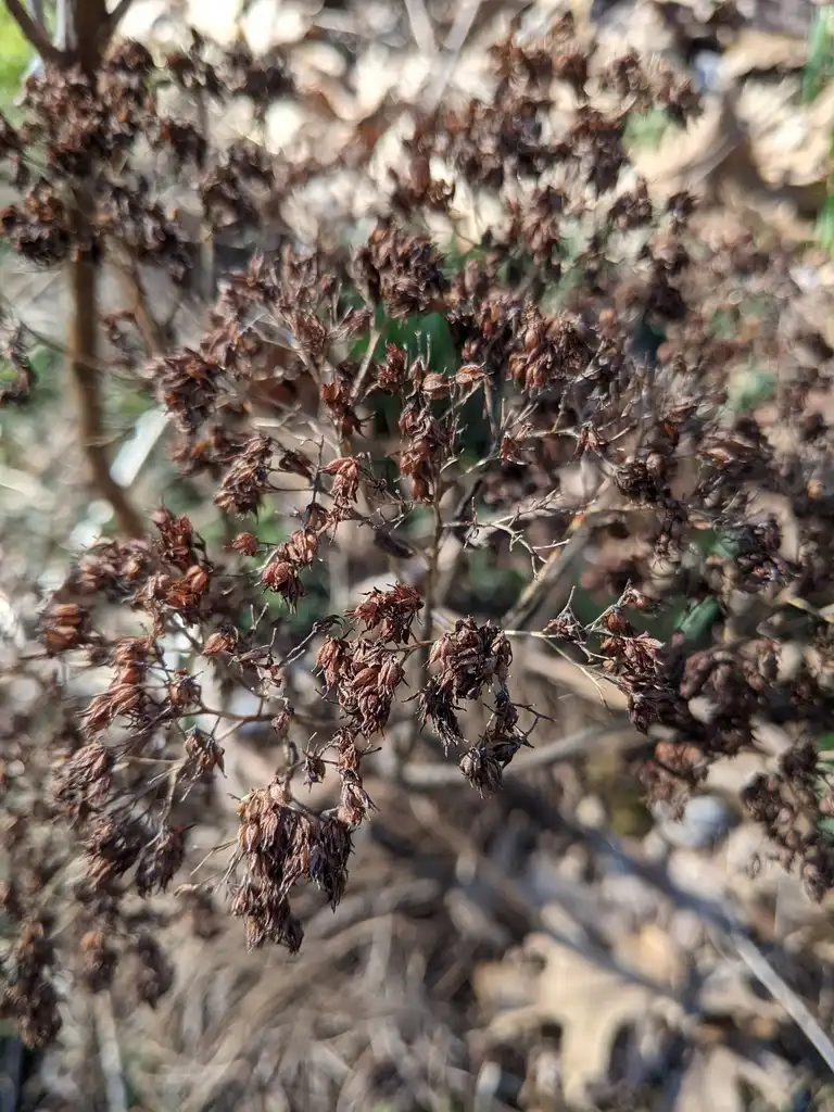 Фото Achillea millefolium - Seed heads (Cabarrus County, NC)-Late Winter:Hope Duckworth