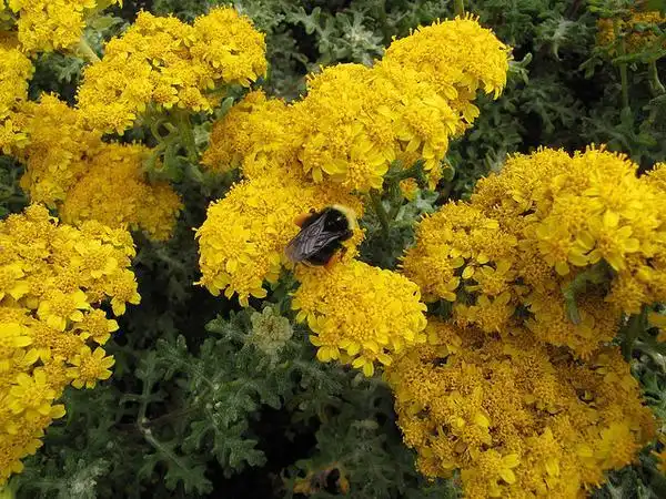 Photo of Achillea tomentosa (Achillea tomentosas)
