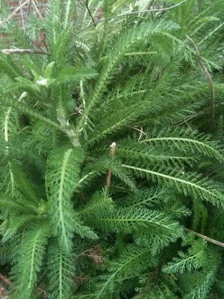 Foto de Achillea (Achilleas)