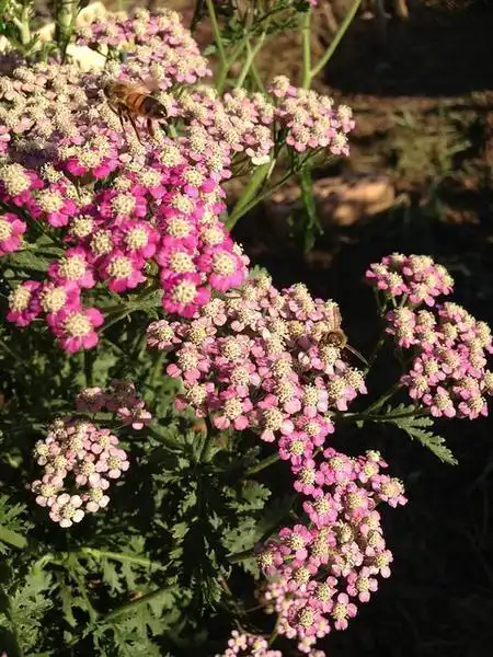 Foto de Achillea (Achilleas)