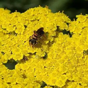 Foto de Achillea - Achillea 'Moonshine' bloom detail:Debbie Roos