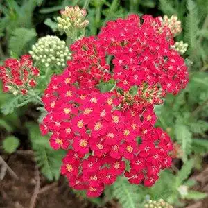 Foto de Achillea - Achillea x paprika bloom:Debbie Roos