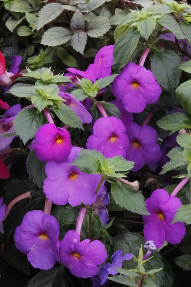 Фото Achimenes (Achimeness)