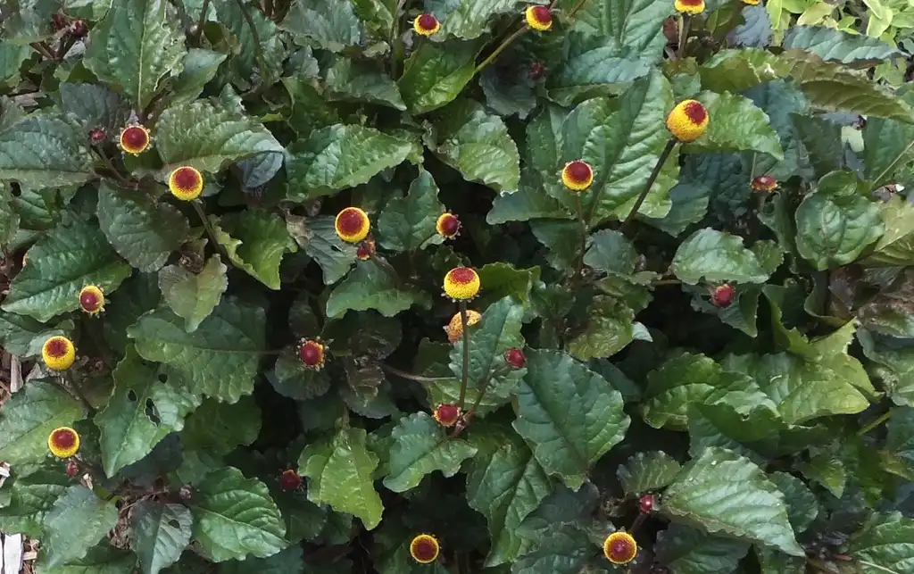 Photo of Acmella oleracea (Acmella oleraceas)