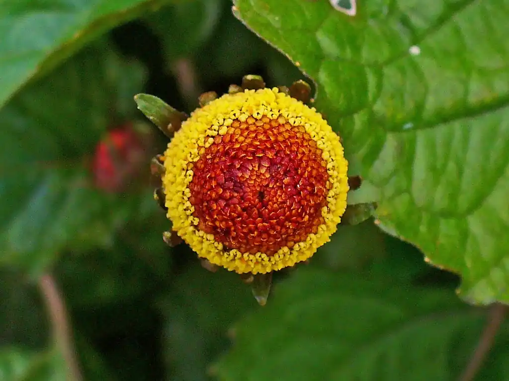 Photo of Acmella oleracea (Acmella oleraceas)