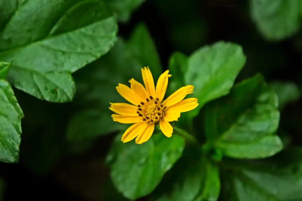 Photo of Acmella oleracea - Form:Belur Ashok