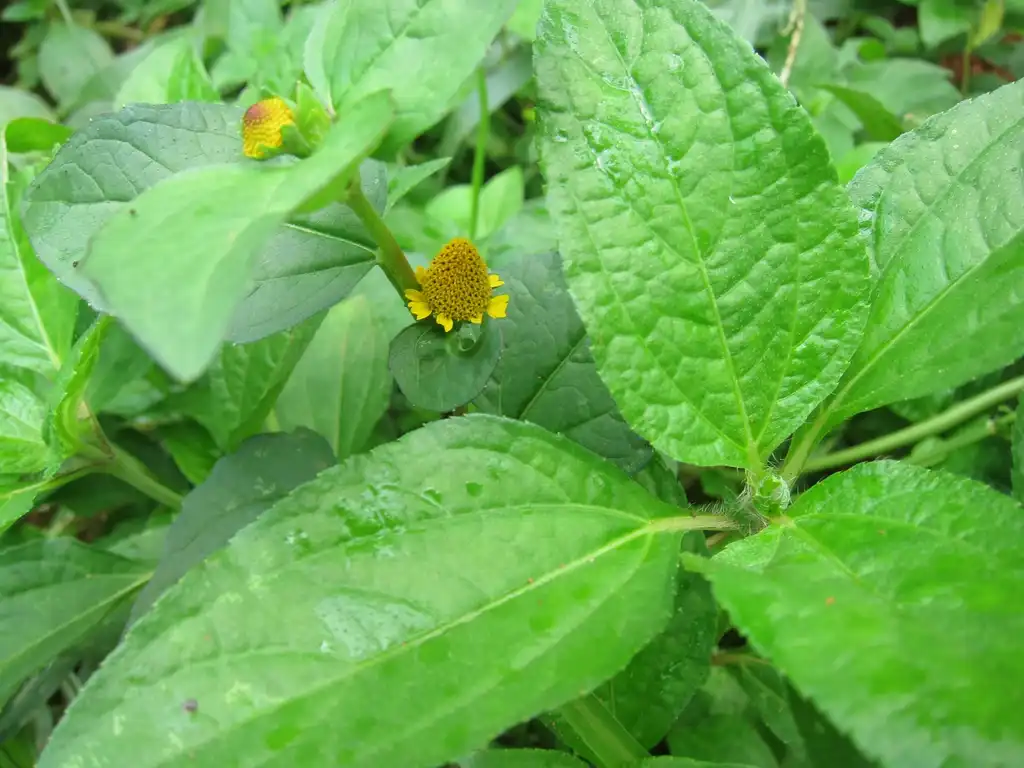 Photo of Acmella oleracea - Form:കാക്കര