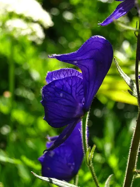 Photo of Aconitum uncinatum (Aconitum uncinatums)