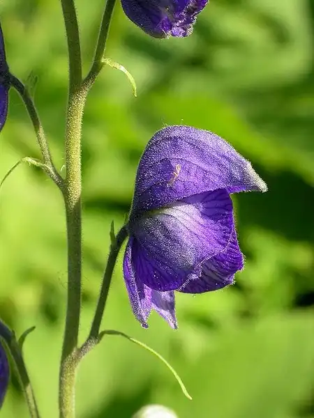 Photo of Aconitum uncinatum (Aconitum uncinatums)