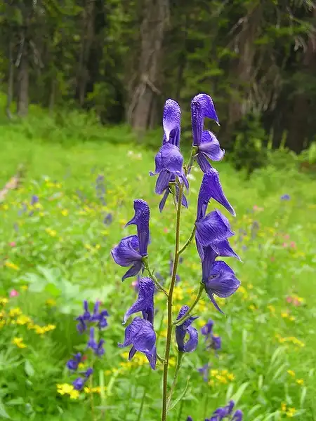 Photo of Aconitum uncinatum - Aconitum uncinatum:Zaber O'Casey