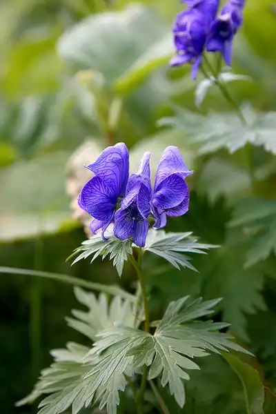 Photo of Aconitum uncinatum - Aconitum uncinatum:Kabachhi