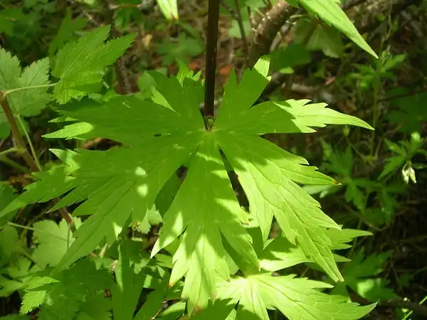 Photo of Aconitum uncinatum - Aconitum uncinatum:Derek Markham