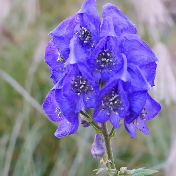 Photo of Aconitum uncinatum - Aconitum uncinatum:Lee Wright