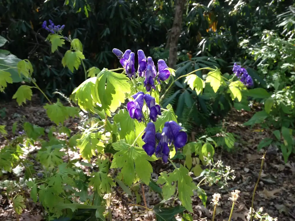 Photo of Aconitum uncinatum - Whole plant:Casual Traveler from Flickr