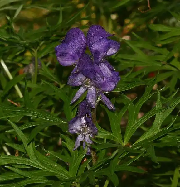 Foto de Aconitum (Aconitums)