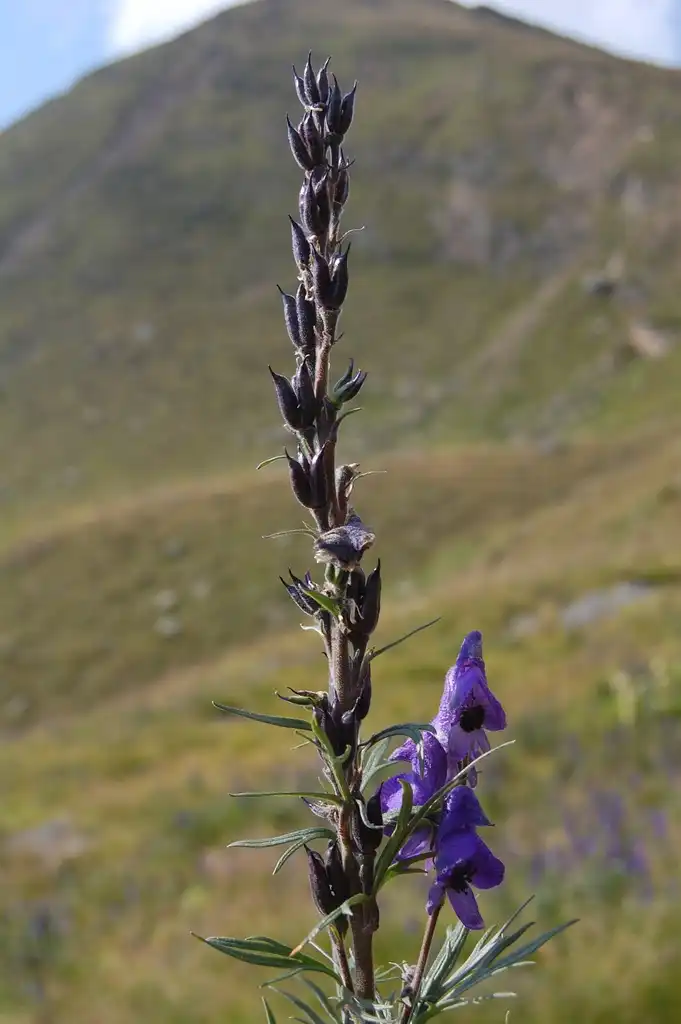 Foto de Aconitum (Aconitums)