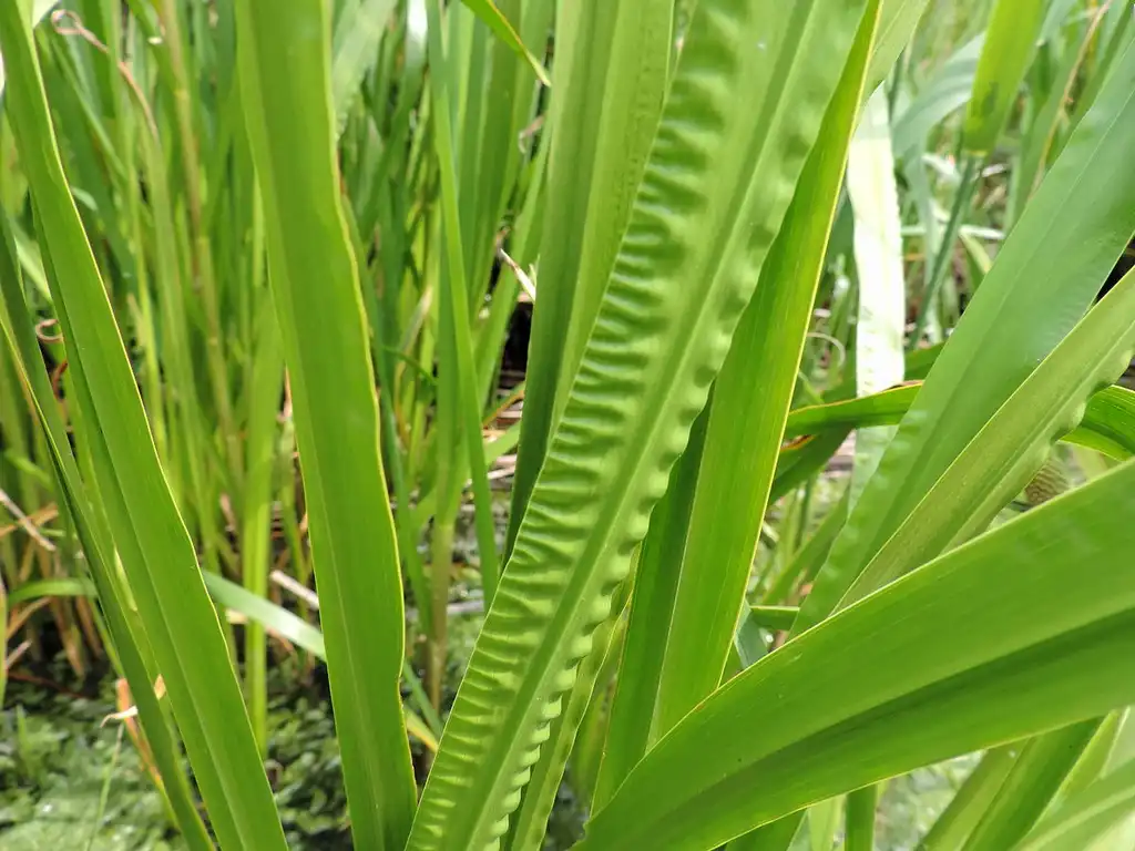 Foto de Acorus calamus (Acorus calamuss)