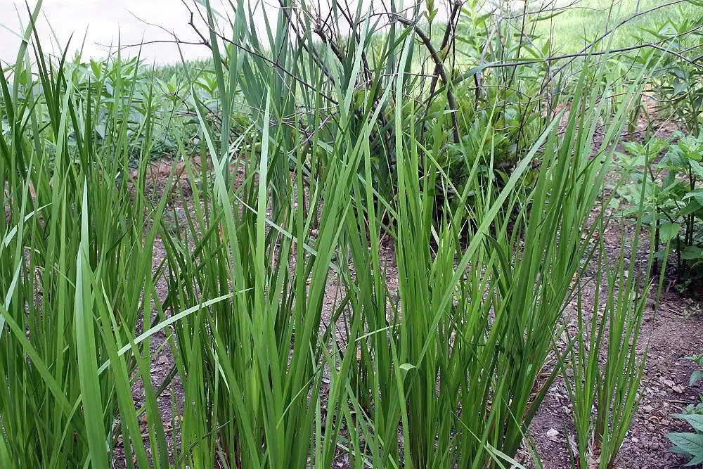 Foto de Acorus calamus (Acorus calamuss)