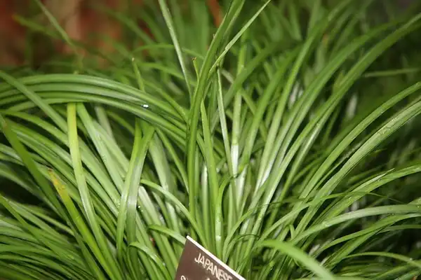Photo of Acorus gramineus (Acorus gramineuss)