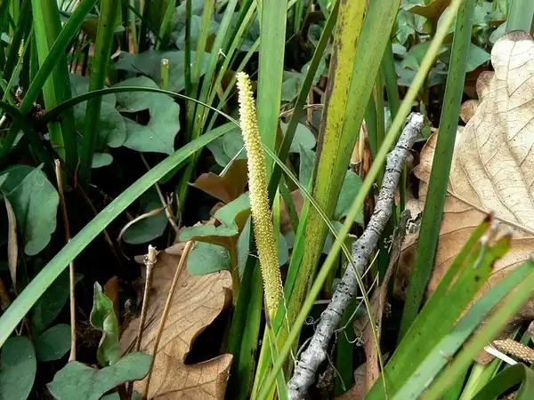 Photo of Acorus gramineus (Acorus gramineuss)