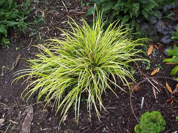 Photo of Acorus gramineus - Ogon cultivar:FD Richards