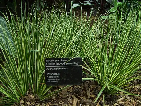 Photo of Acorus gramineus - Variegatus cultivar:Francois Guibert