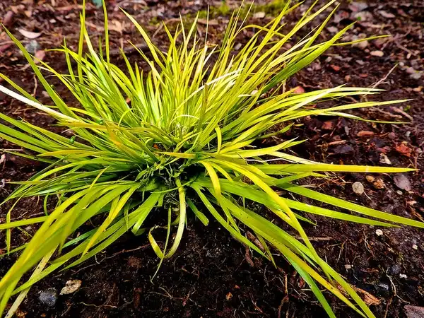 Photo of Acorus gramineus - Minimus aureus cultivar. Dwarf with yellow leaves.:Peter Stevens