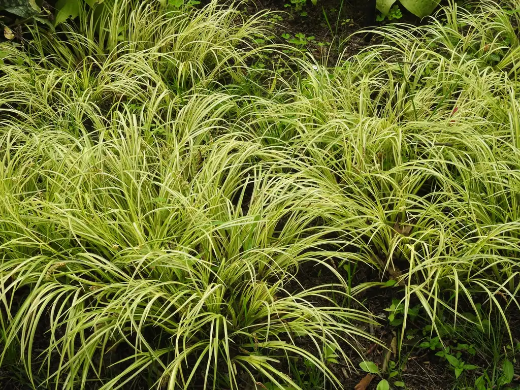 Photo of Acorus gramineus - Acorus gramineus 'Oborozuki' form:Kathleen Moore