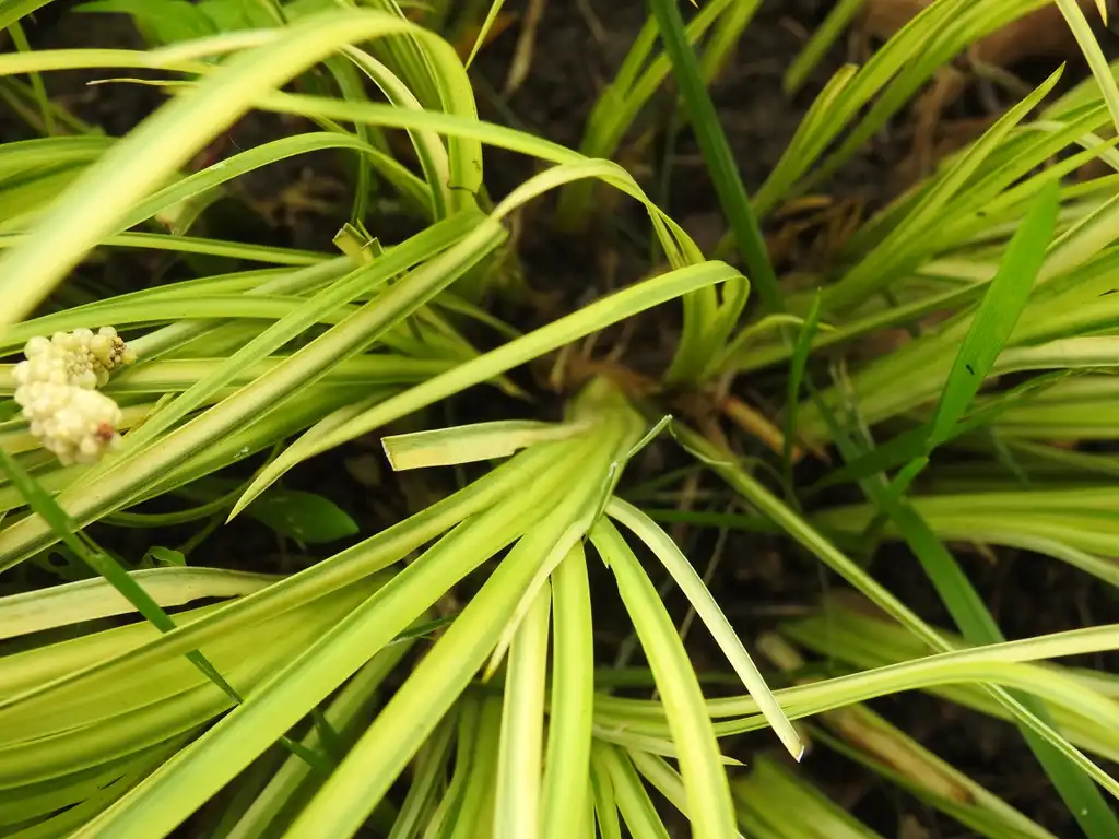 Photo of Acorus gramineus - Acorus gramineus 'Oborozuki' leaf base:Kathleen Moore