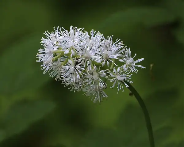 Photo of Actaea pachypoda (Actaea pachypodas)