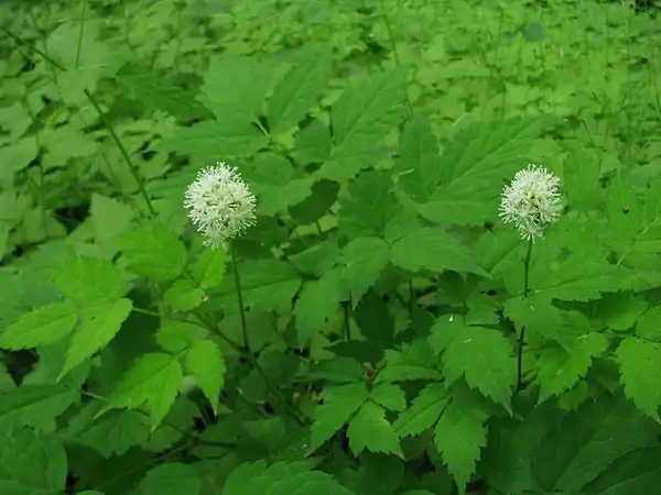 Photo of Actaea pachypoda (Actaea pachypodas)